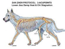 Animal - 3-Animal Acupoint Case Study