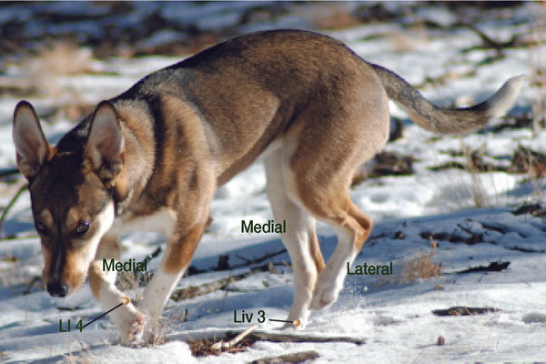 Canine Acupressure and acupoints