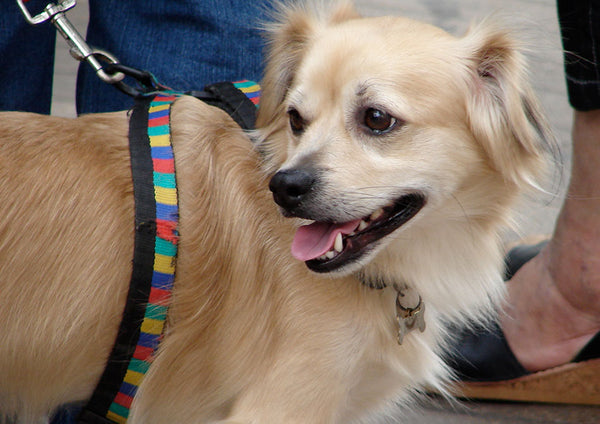 Canine acupressure and massage