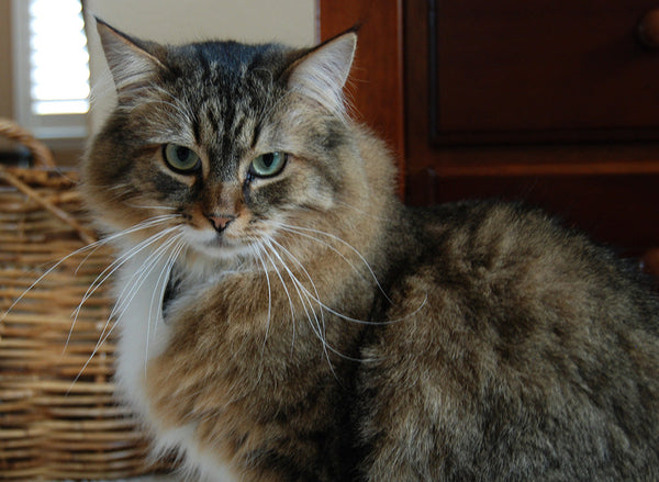 Acupressure points for feline constipation, cat constipation acupoints