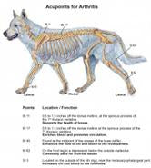 Acupoints that benefit arthritis for your horse and dog