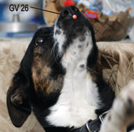 image of dog and acupressure point GV26 