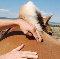 image of acupressure technique on a horse