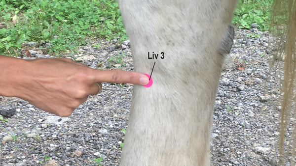 Location of Acupoint Liver 3 on horse