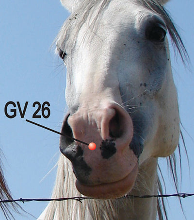 image of dog and acupressure point GV26