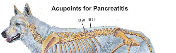 acupressure for pancreatitis in dogs