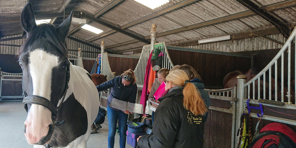 Image showing person performing acupressure on a horse