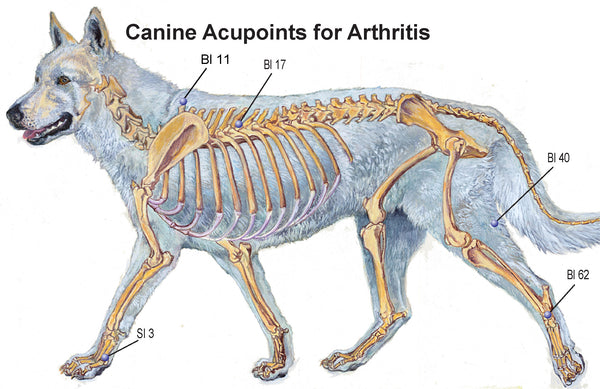 canine arthritis acupoints
