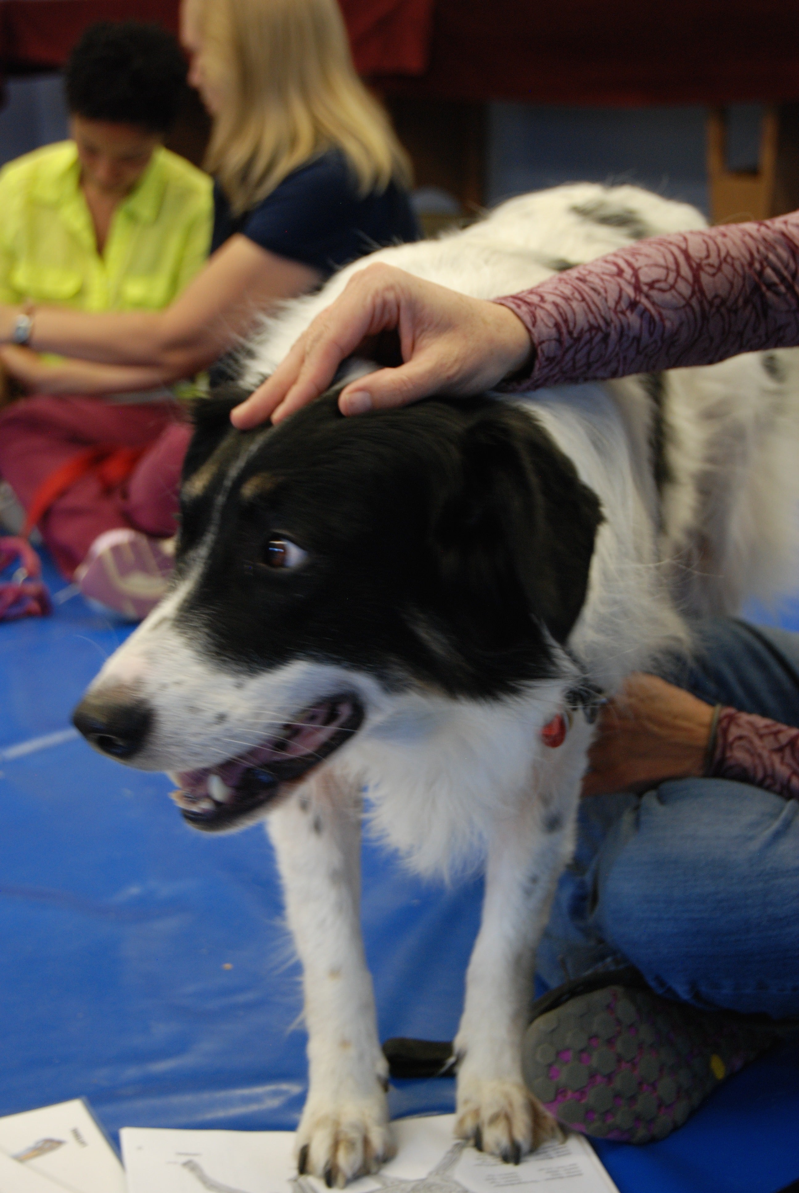 International Animal Acupressure Course Training