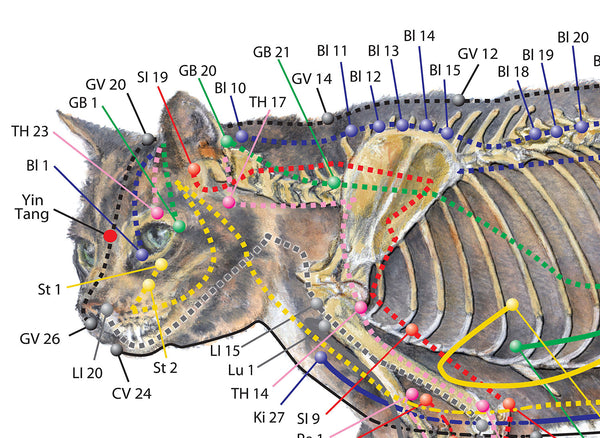 animal acupressure charts, meridian charts, horse meridian chartsFeline acupressure, acupressure for cats
