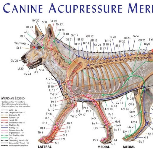 Canine acupressure meridian chart Dog acupressure points chart