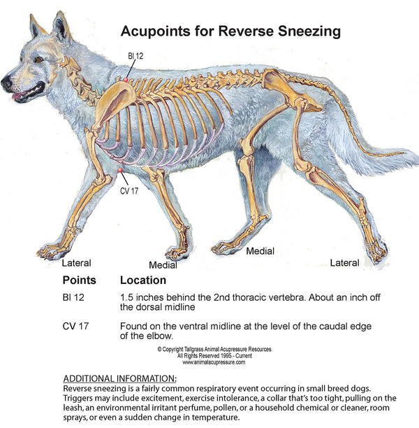 Acupressure chart for reverse sneezing