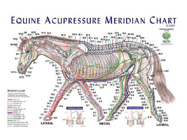 Equine Meridian Acupoint Chart