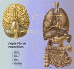 Bronze - Vagus Nerve, Emotions & Mindful Practice