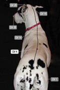 Image of acupressure point GV 14 on a dog