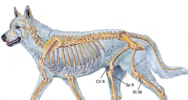 image of Canine Acupressure points