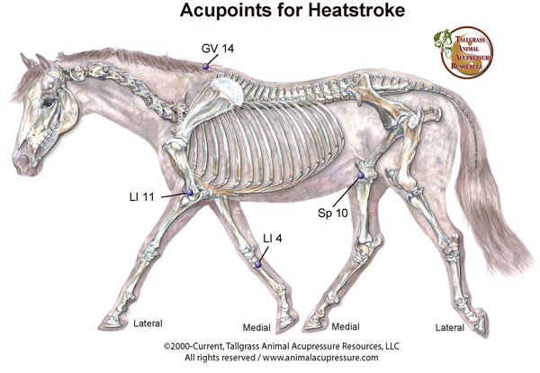 Equine Heatstroke & Heat Stress: First Aid & Acupressure Support