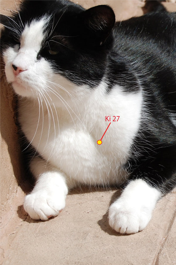 Acupressure Point,  Ki 27 location and use for horses, dogs, cats