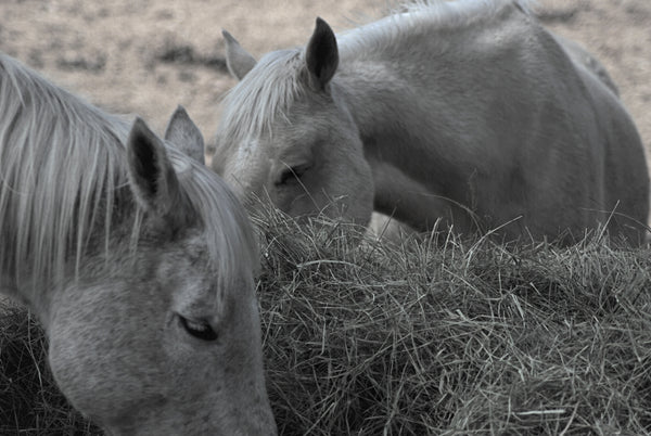 The equine meridian system