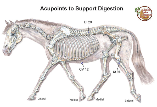Chinese Medicine & Your Horse’s Stomach Chi: Supporting Healthy Digestion with Equine Acupressure