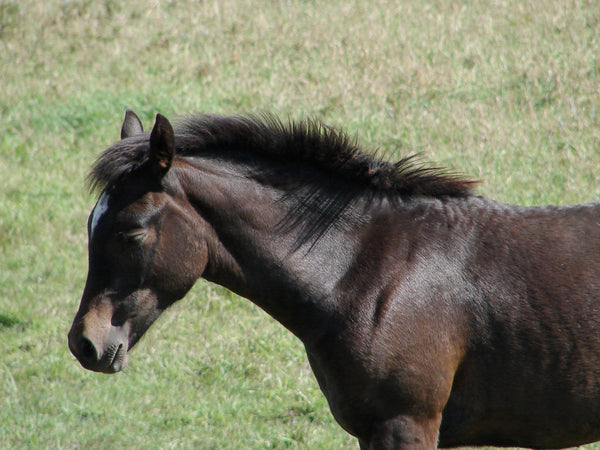 Neck Pain Eased with Equine Acupressure & Massage Therapy