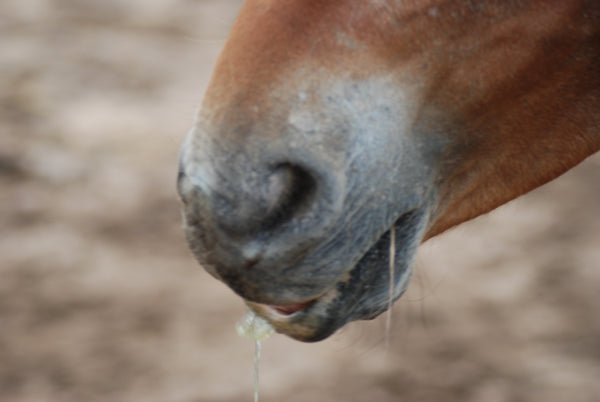 Equine nose and Essential Oils