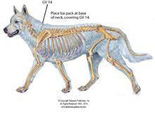 acupressure helps seizures in dogs, epileptic dogs, helps for dogs with seizures