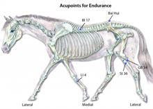 Acupressure points to increase horses endurance