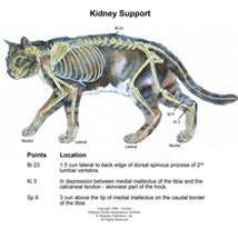 acupoints to use for Feline Kidney Disorders