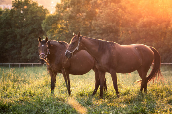 Retained Equine Placenta