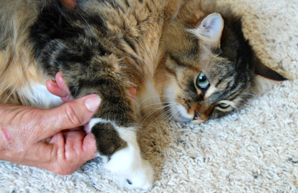 image of acupressure acupoints to benefit cat digestion