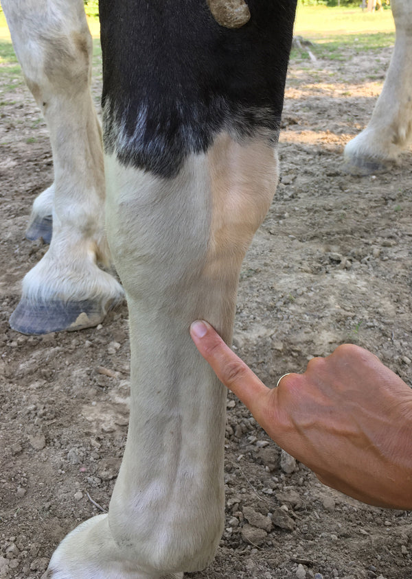 3 Great Equine Acu-Points