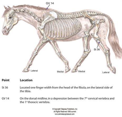 meridian chart with acupressure points for boosting immune system