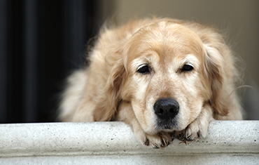 dog with osteoarthritis