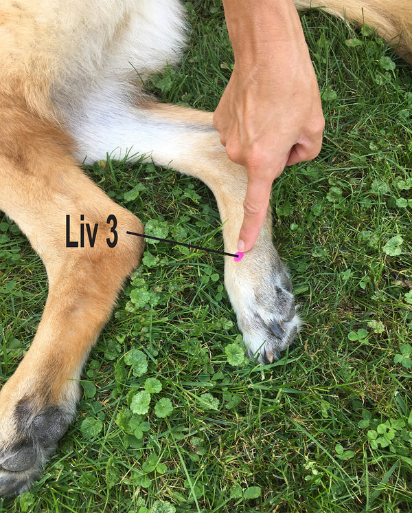 Spaying or Neutering? - Liver 3 Can Help