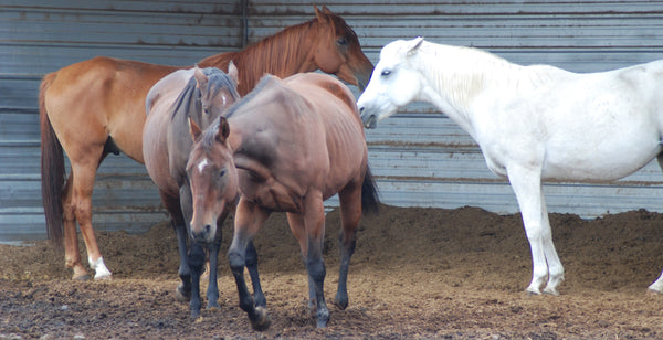 chart of Equine Acupressure for Lower  back soreness