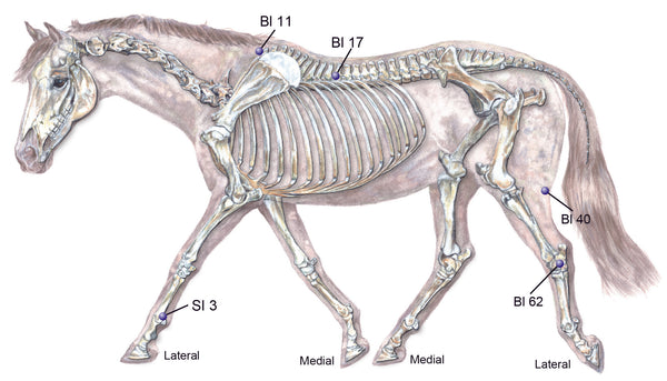 chart of Acupoints that benefit joint a horse's joints