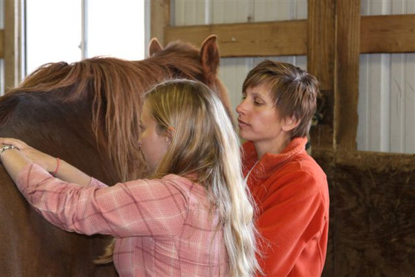 video demonstration of Tui Na for horses