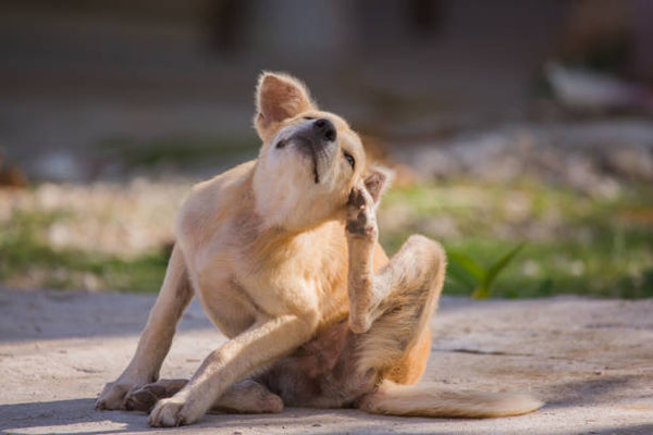 Dog Allergies? Try Acupressure
