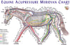 Equine Meridian Chart - 11 x 17 inches
