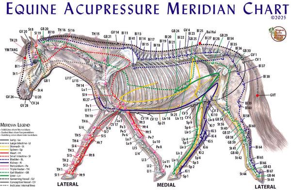 Equine Meridian Chart - 11 x 17 inches