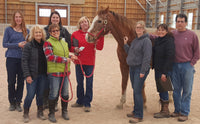 People learning acupresure techniques standing near the horse