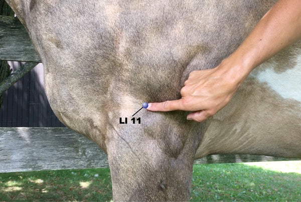 Lung 11 acupoint shown on horse