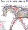 Equine Meridian Chart - 8.5 x 11 inch