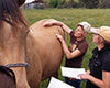 acupressure for horses training