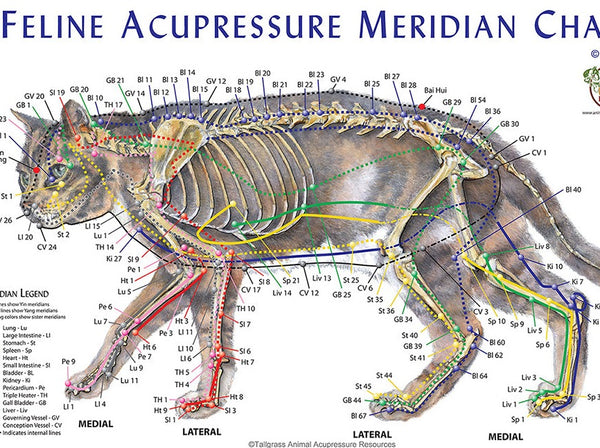 Feline Meridian Acupoint Chart