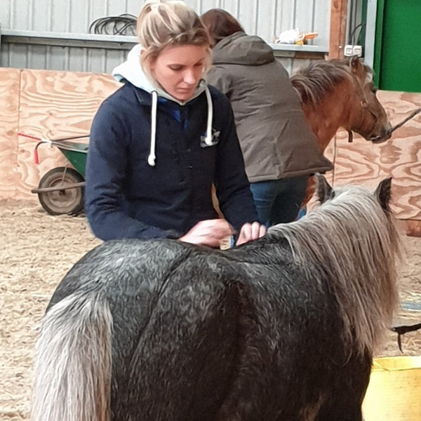 working the bladder meridian for acupressure on a pony