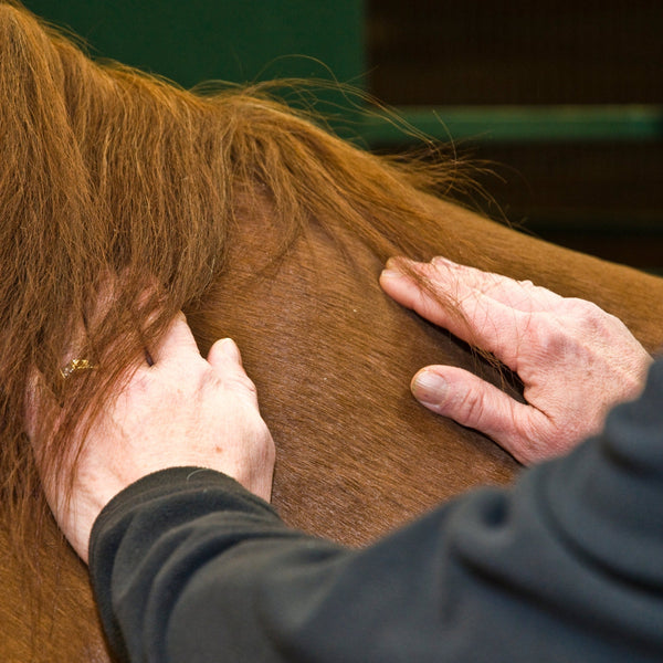 Equine acupressure, horse therapy, acupuncture for horse