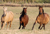 Horses in Motion