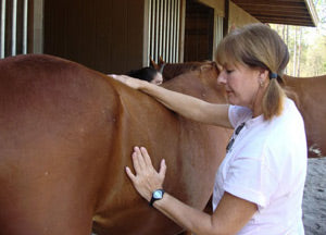 equine acupressure for horses